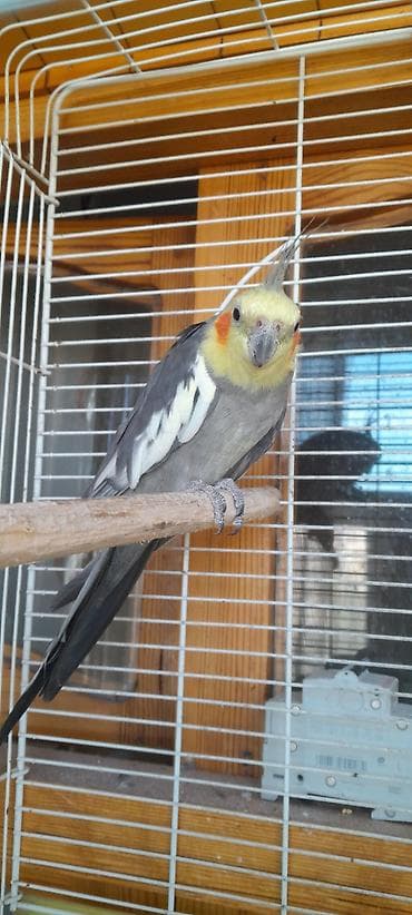 soltan quşu: Ərkək 2 yaş gəfəslə bir yerdə.Самец 2 года вместе с клеткой — 3