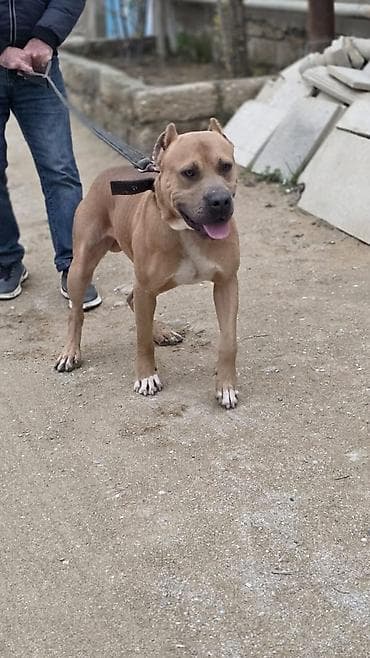 itlərin təlimi: Pitbul, Erkek — 2