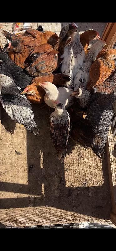 bala it sekilleri: Temiz kend cüceleri 100% sağlam✅ 2 aylıq 4.80 3 aylıq 7 m Buyura — 2
