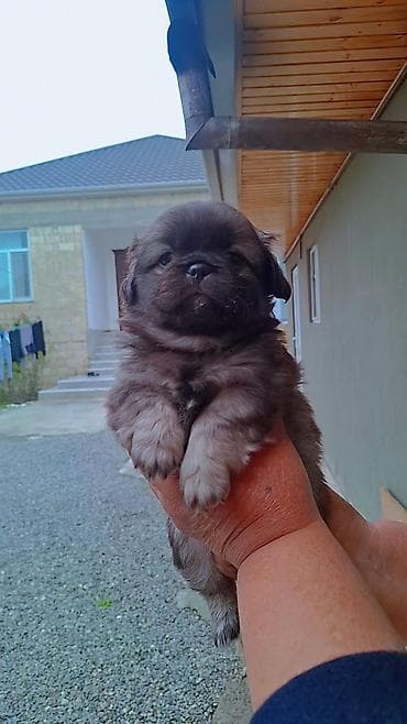 Gəmiricilər: Pekines, 2 ay, Dişi, Peyvəndli, Pulsuz çatdırılma — 8