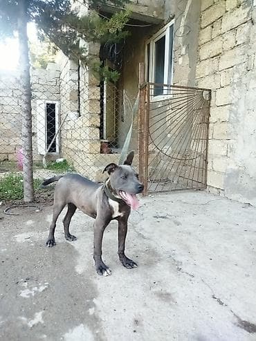 pit bul: Pitbul, 5 ay, Erkek, Peyvəndli — 3