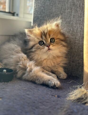 heyvan satışı: Şotland yastı qulaq, Erkək, Dişi — 1