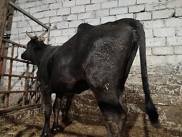 limuzin inek: Salam aleykum düyə heyvandi 1 ni dogub boş bekar adamlar narahat — 5