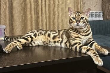 домики для кошек баку: Бенгальская — 1