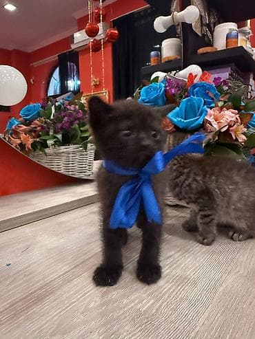 ev pişikleri: Şotland yastı qulaq — 2