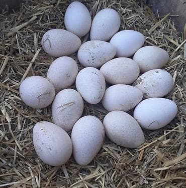 yumurta yağı: Hind quşü Amerikan bron Kanada sortu yumurtası - Təsvir: Şəkillərdə — 1