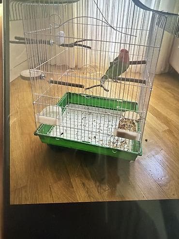 quş qəfəs: Məhsul: Agapornis (Lovebird) papağanı və qəfəsi dəsti Xüsusiyyətlər — 1