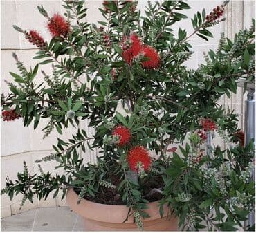 dibcekde gul sekilleri: Fırça Kolu bitkisi (Callistemon) geniş yaşıl yarpaqları və parlaq — 2
