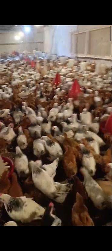 alman afçarkası balası: NOVXANİ TAM SAĞLAM 3 AY DAMAZLİQ ✅0️⃣5️⃣5️⃣-7️⃣7️⃣8️⃣-0️⃣9️⃣-8️⃣8️⃣ — 6