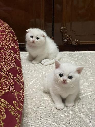 syam pişik: Erkək, Dişi, Yaxşı əllərə, Ünvandan götürmə, Pulsuz çatdırılma, Ödənişli çatdırılma — 1