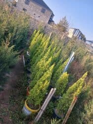 sumax ağacı: Limon yolkası — 2