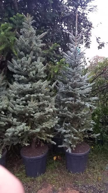 suvarma şlanqları: Ucuz qiymete qazon. var. 0Thuja və iynəyarpaqlı dekorativ ağaclar – — 6