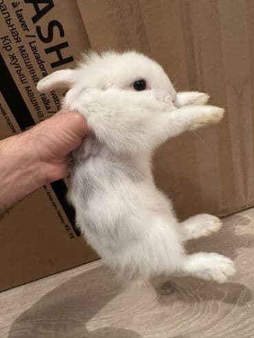 Gəmiricilər: Holland Lop dovşan satılır. Ev dovşanıdı. Ayaqyolu tərbiyəsi var. Qoxu — 4