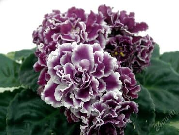 alp bənövşəsi: Fialka startiorlari 4 azn — 2