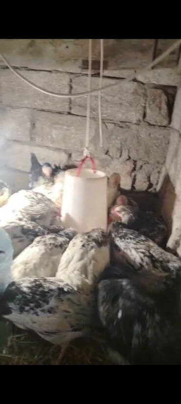 cuce sekli: Toyuq cücələri, Ətlik — 4