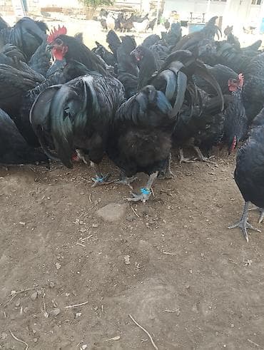 ev heyvanları satışı: 4 ayliq Avstrolop xoruzlari satilir.Heyvanlar goz qabagindadi say — 5