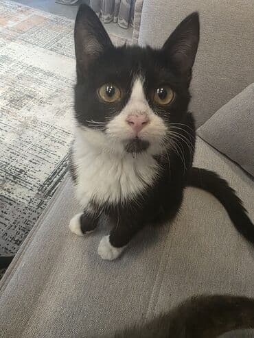 bala xaski: Erkək, Yaxşı əllərə, Ünvandan götürmə — 8