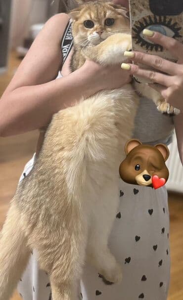 Gəmiricilər: Britan Şotland Fold pişiyi – qızılı (golden shaded) rəng - Cins — 2