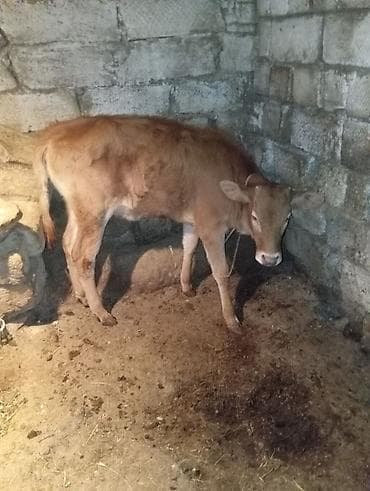 golden bala: Dişi, Simental, il: 6, 360 kq, Damazlıq, Südlük — 5