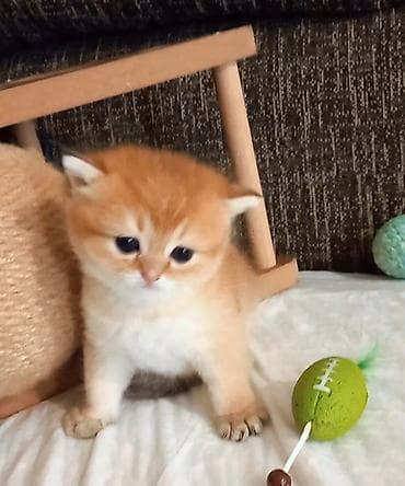 Quşlar: Qızıl şinşilla, Erkək, Yaxşı əllərə, Ünvandan götürmə — 3