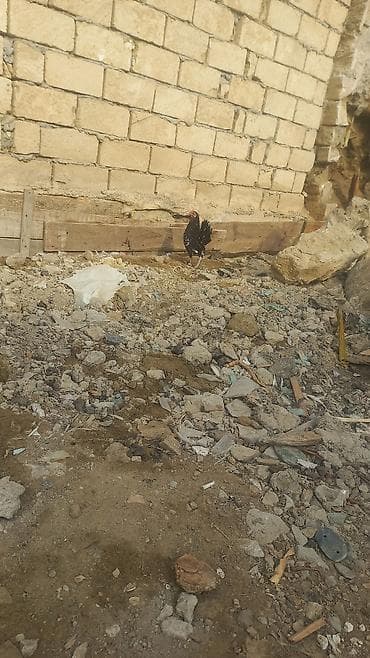 holstein inek satilir: Canlı inqibator saglam cir temiz balaca yaponka unvan Lökbatan — 1