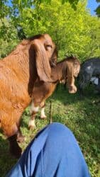 Qatıq: Keci sudu satilir.Qiymeti 3 manat.catdirilma var(odeniwli)!!Baki wheri — 1