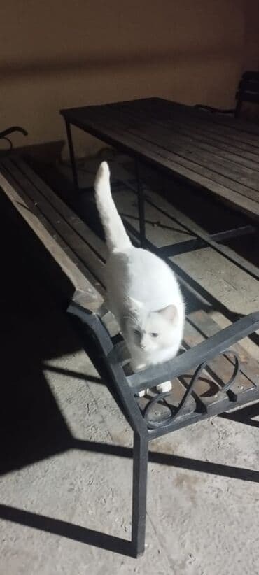 İtlər: Erkək, Yaxşı əllərə — 6