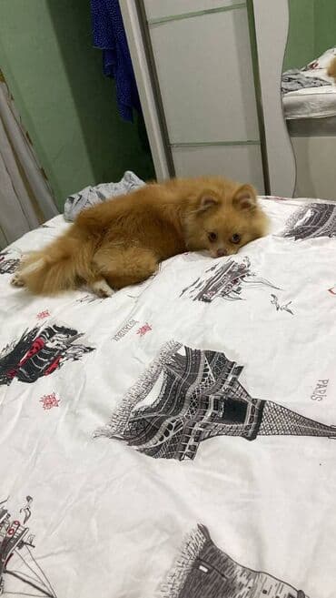 Gəmiricilər: Şpitz — 1