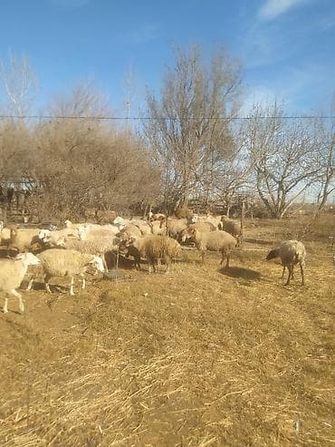 at sekilleri: Mal-qara: Qoyun sürüsü - Şəkillərdə müxtəlif rəng və tiplərdə — 7