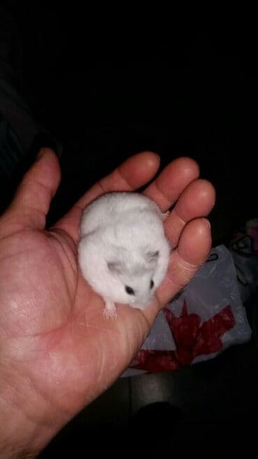 енот в баку купить: Cunqariklər dişləmirlər ələ öyrəşiblər sağlamdılar Zoo maqazin deyil — 3