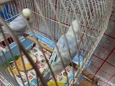 cex tutuquşu: Rainbov rənglərində 2 ədəd tutuquşu balaları satılır tam yemə — 2