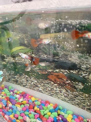 baliq levazimatlari satisi: Yumru akvarium, Balıqlarla birlikdə, 1 l, Ünvandan götürmə, Ödənişli çatdırılma — 5