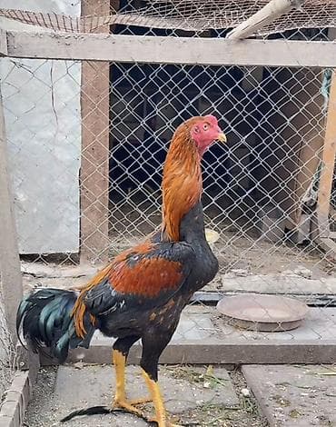 Dovşanlar: Tecili satılır – uzunboyun, heyratı xoruzu . Xüsusiyyətlər: - Cins — 2