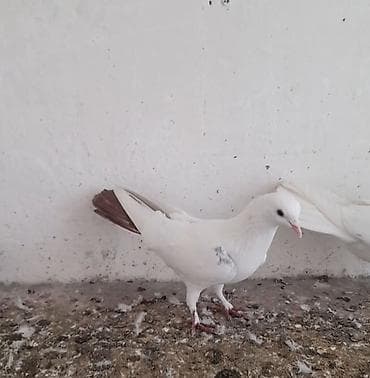 feniks quşu: Erkey — 1