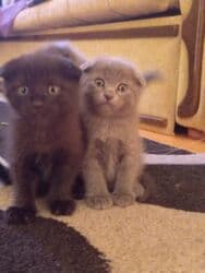 Şotland, Erkək, Dişi, Yaxşı əllərə, Ünvandan götürmə lalafo.az -da Şotland, Erkək, Dişi, Yaxşı əllərə, Ünvandan götürmə