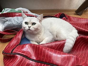 pişik itib: Şinşilla, Dişi, Yaxşı əllərə, Ödənişli çatdırılma — 3