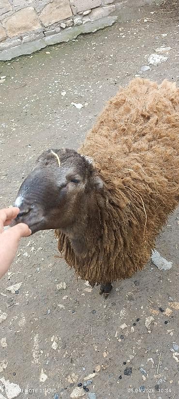 www.toyuq ve cuce yem qablari: İki baş.qoç damzlıq toğlu qaraxan bozax super aktiv - Cins/type — 3