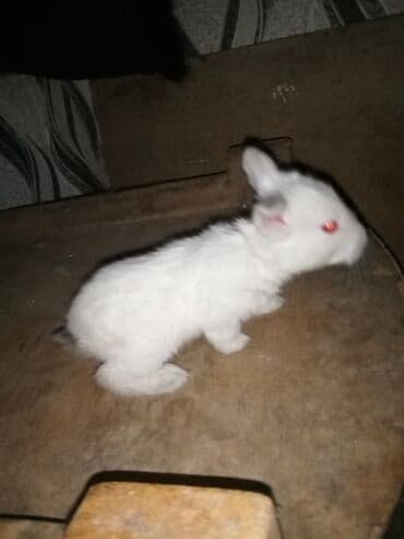 Ağ tüklü dovşan balaları.anasi atasi hamsi biryerde satilir.anasi lalafo.az -da Ağ tüklü dovşan balaları.anasi atasi hamsi biryerde satilir.anasi