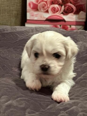 turkmen alabay itleri: Maltipu (Maltese x Pudel) balaları - Cins: Maltipu – hipoallergen — 8