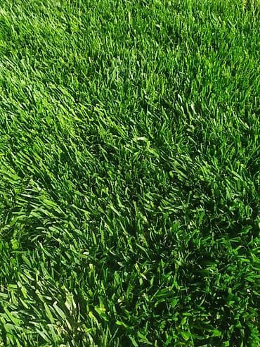 Qazon satılır eni yarpaq danimarka toxumu. ilə əkilmə qazondur yerində