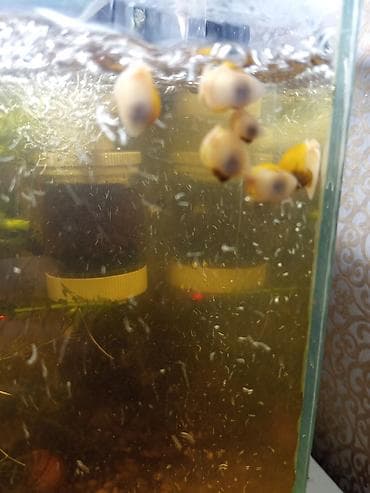 it bala: Akvaryum üçün alma ilbizləri (Apple Snail, Pomacea spp.) - Rənglər — 6