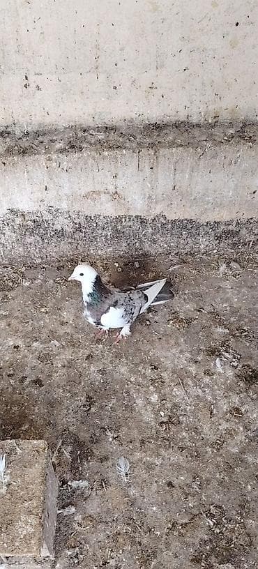 Tutuquşları: Mayadi 10 bal — 1