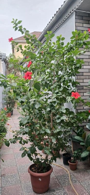 novruz gulu: Kitayski gul 102 azn — 1