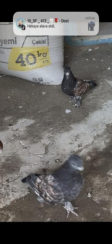 danışan quş: Bir cut hunkari balalar sahiblendirilir — 3