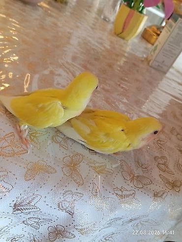 akvarium az: 🐦 Sevgi (nerazlucnik) papuqayı balaları satılır 🐣 Şəkildə gördüyünüz — 4