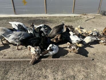 kuban ördek: Salam Aleykum Satılır Ördək Qaz Ördək Cücəsi Toyoq 36 Ədəd Lal Ördək — 19