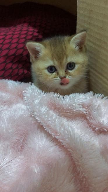 fars pişik: Şotland, Ünvandan götürmə, Pulsuz çatdırılma — 10