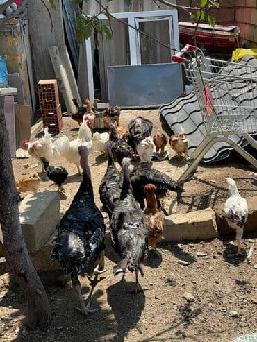 hinduşqa yumurtası: Dişi, Amerika, Damazlıq, Ünvandan götürmə — 1