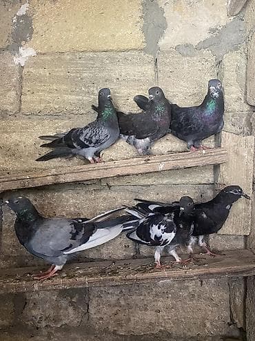 dekorativ quş: Üst üste 3manatdan qarsıq quslarda 13-14quşdu cidi alıcı narat etsin — 5