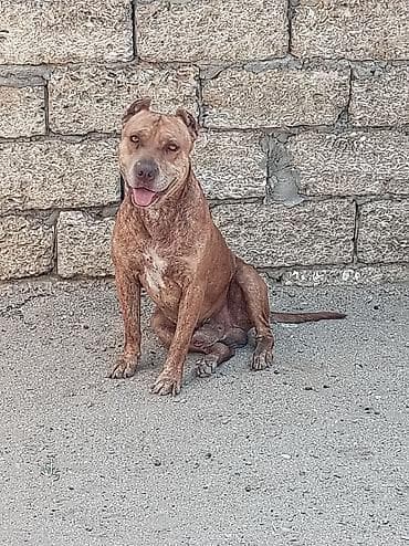 pidbul: Pitbul, 6 ay, Erkek, Peyvəndli, Ünvandan götürmə — 1